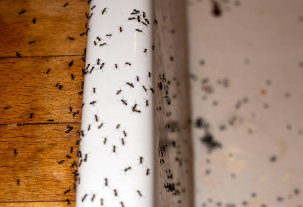 Pest Prevention Services in Albion, IN